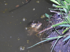 Lithobates lenca