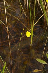 Utricularia intermedia