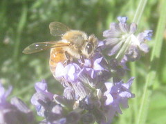 Apis mellifera