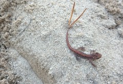 Lissotriton