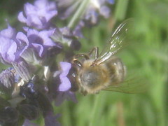 Apis mellifera