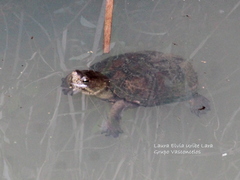 Kinosternon hirtipes