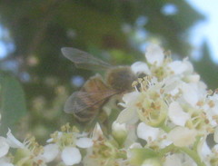 Apis mellifera