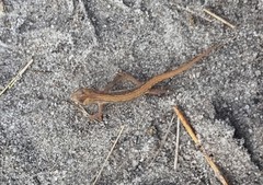 Lissotriton