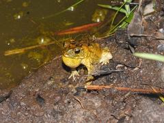 Incilius porteri