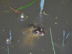 Lithobates lenca
