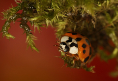 Harmonia axyridis