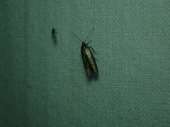 Schreckensteinioidea