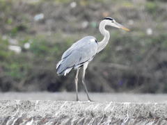 Ardea cinerea