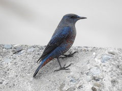 Monticola solitarius