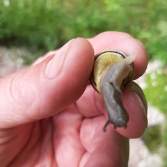 Cepaea hortensis