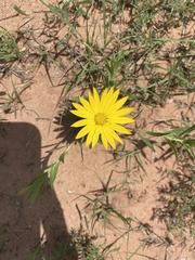 Xanthisma texanum drummondii