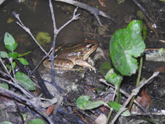 Lithobates lenca