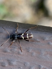Clytus canadensis