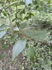 Eriophyes cerasicrumena