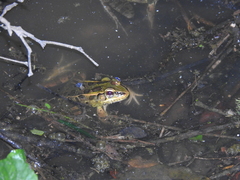 Lithobates lenca