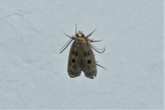 Martyringa latipennis