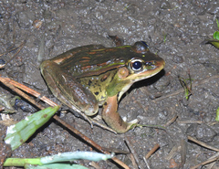 Lithobates lenca