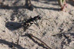 Cicindela fulgida