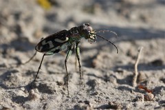 Cicindela fulgida