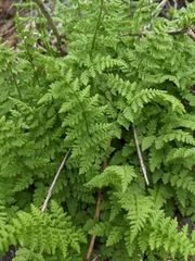 Woodsia obtusa