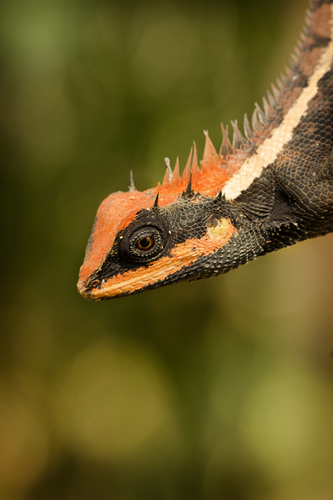 Forest Garden Lizard, photo 2 of 10