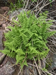 Woodsia obtusa