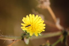Allograpta hortensis
