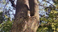 Sciurus aureogaster nigrescens