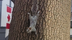 Sciurus aureogaster nigrescens