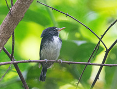 Poecilotriccus capitalis