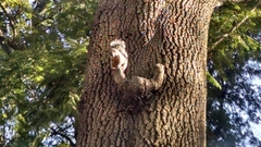 Sciurus aureogaster nigrescens