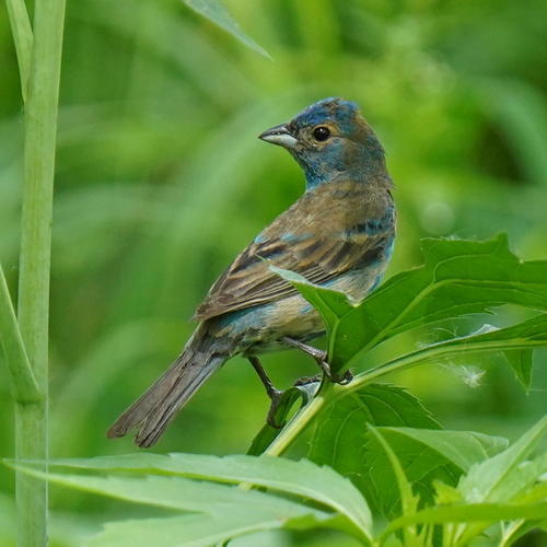 Indigo Bunting, photo 6 of 10