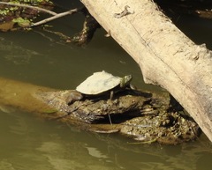 Graptemys ouachitensis