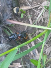 Nicrophorus hebes