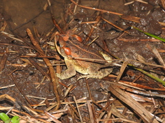 Incilius porteri