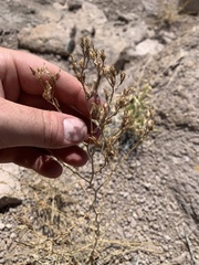 Cordylanthus parviflorus