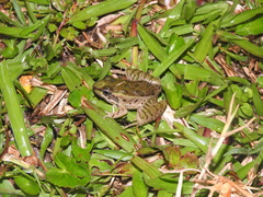 Lithobates lenca