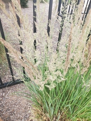 Calamagrostis × acutiflora