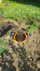 Vanessa atalanta