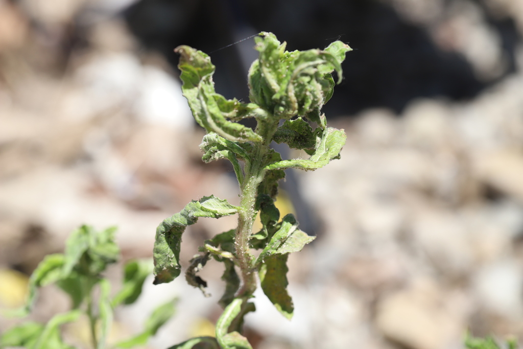 Evening primrose aphid