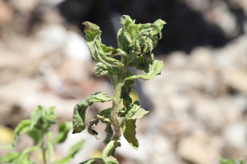 Evening primrose aphid