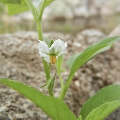 Solanum adscendens