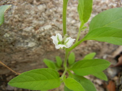 Solanum adscendens