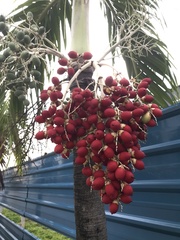 Arecaceae