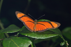 Eueides aliphera