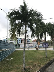 Arecaceae
