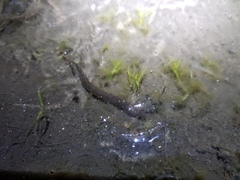 Whitmania pigra