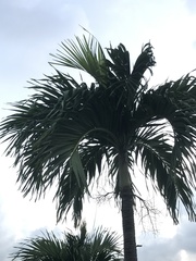 Arecaceae