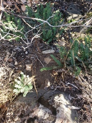 Pellaea bridgesii